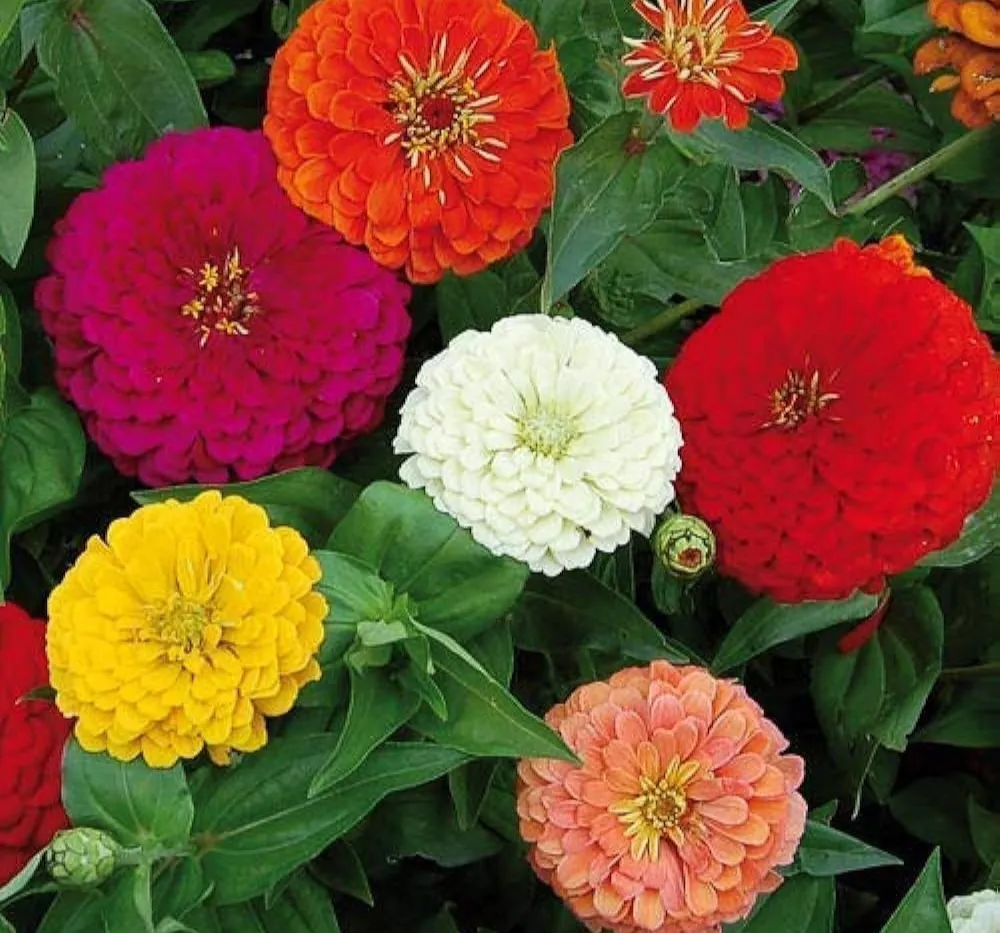 F1 Zinnia Mixed Seeds
