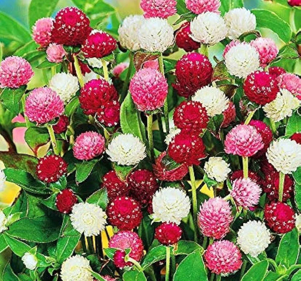 Gomphrena Globe Mixed Seeds