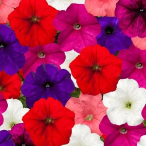 Petunia Grandiflora Mix Seeds