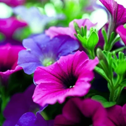 Petunia Ultra Star flower blooming with star pattern petals in home garden pot