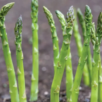 Asparagus Mary Washington
