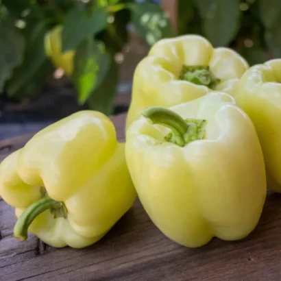 Bell Pepper Ivory White