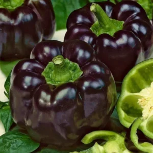 Bell Pepper Purple Black
