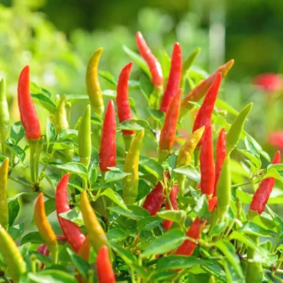 Chilli Surya Pariksha