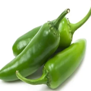Vasudha Chilli Plant Bearing Green Chillies – Hybrid High Yield Variety for Home Garden and Farm