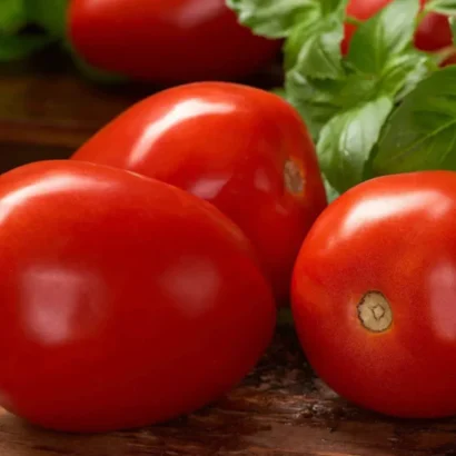 Tomato Roma VF