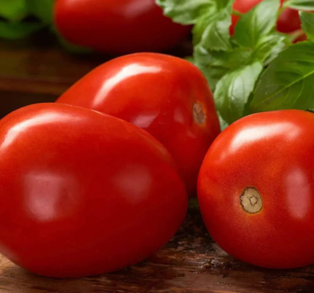 Tomato Roma VF