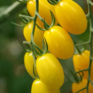 Tomato Plum Yellow