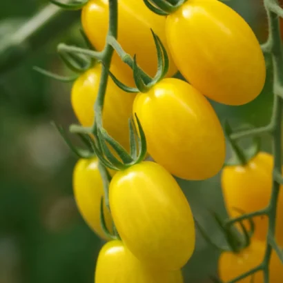 Tomato Plum Yellow