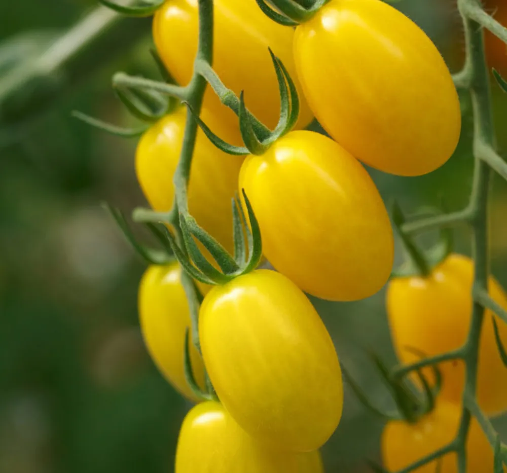 Tomato Plum Yellow