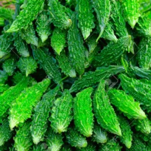 Bitter Gourd Chu Chu (Small) Seeds