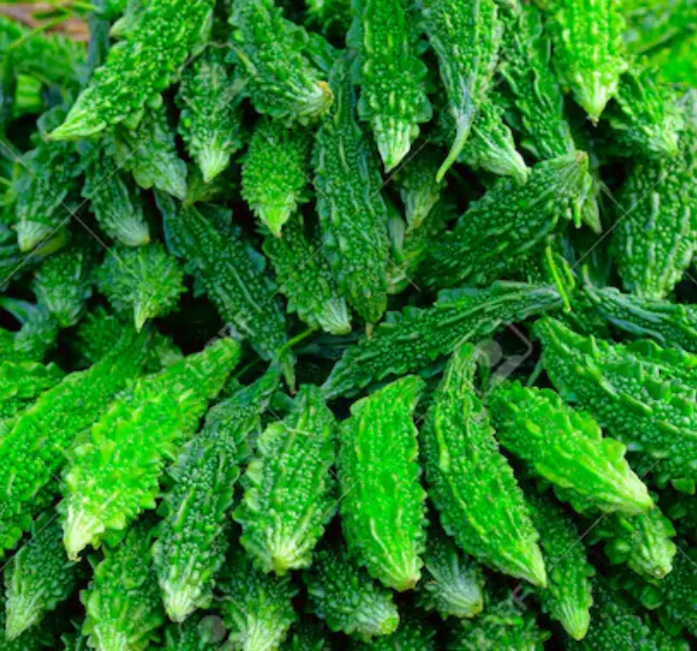 Bitter Gourd Chu Chu (Small) Seeds