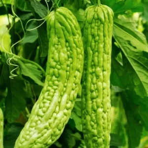 Bitter Gourd Jhalri Seeds –