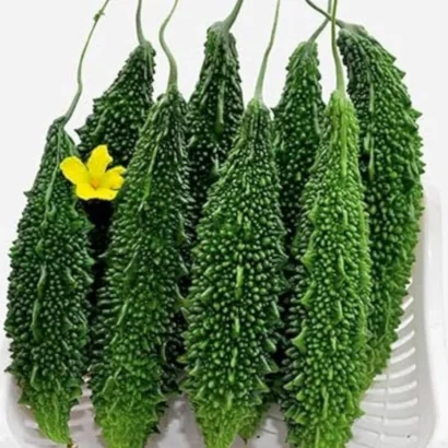 Bitter Gourd Santur Seeds