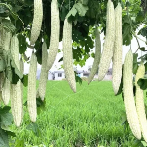Bitter Gourd White Long Seeds