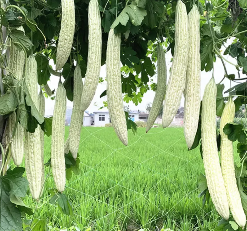 Bitter Gourd White Long Seeds