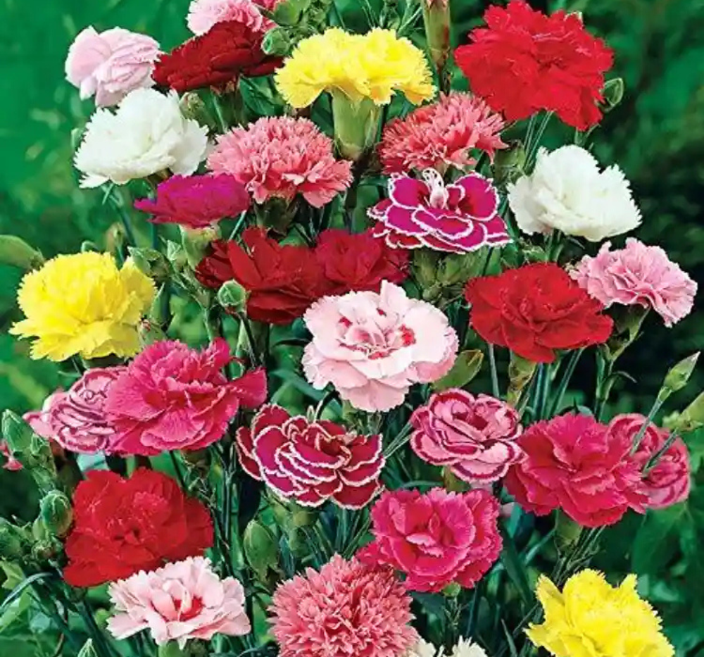 Carnation Giant Chabaud Mixed