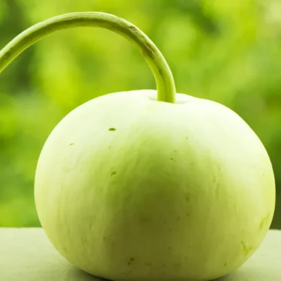 Bottle Gourd Round (Sorakaya / Amapakaya) Seeds