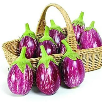 Brinjal CVK MK 124 (Sarala Vankay) Seeds