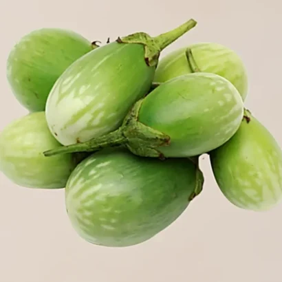 Brinjal Green OS 995