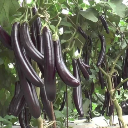 Brinjal Him Mani 412 (Black Long Vankaya) Seeds