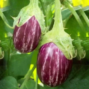 Brinjal MK 24 (Sarala Vankaya) Seeds