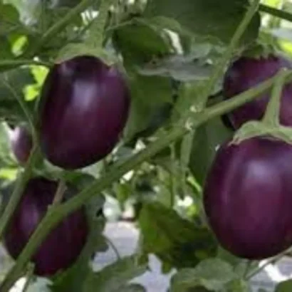 Brinjal Sona Babu (Black Round Vankaya) Seeds