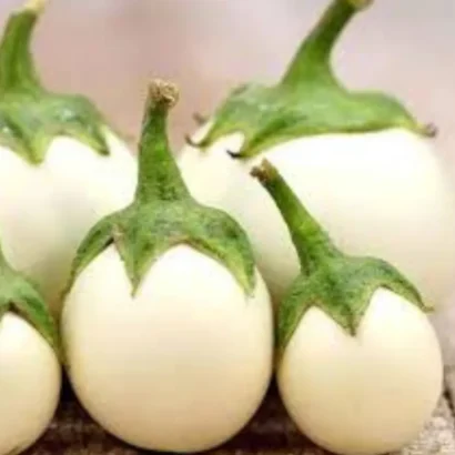 Brinjal White