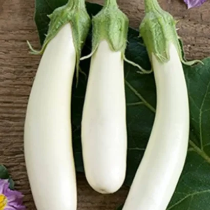 Brinjal White Long