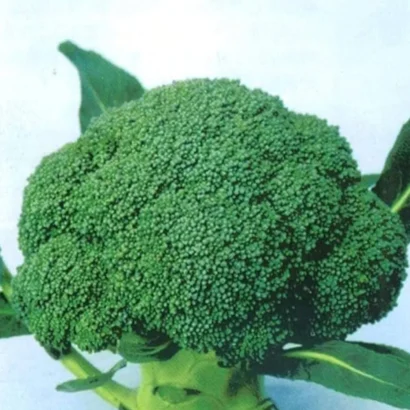 Broccoli Anastya Seeds