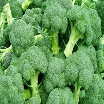 Broccoli Green Imported Seeds
