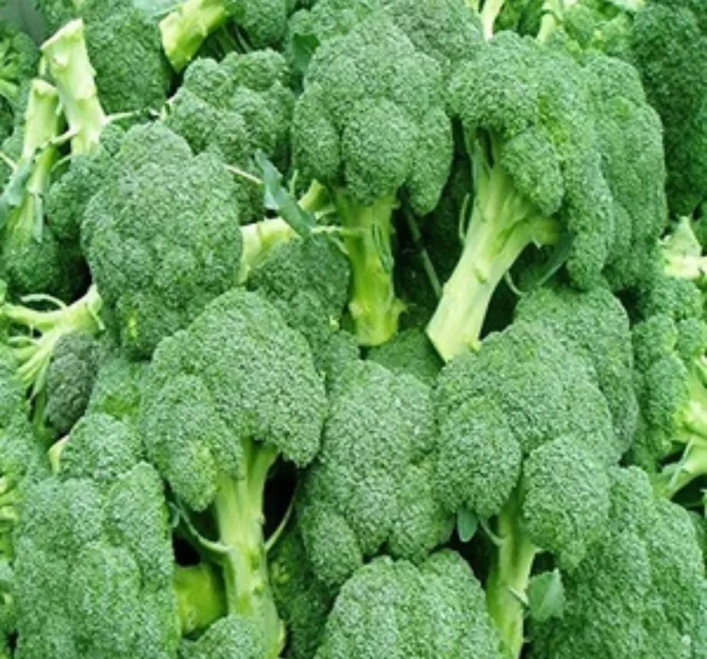 Broccoli Green Imported Seeds