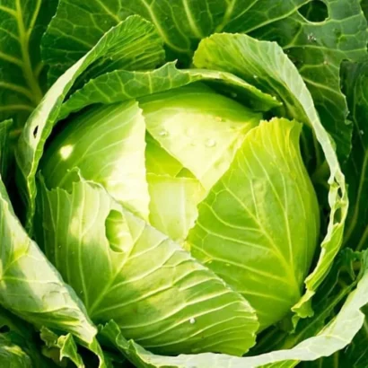 Cabbage Deep Shikha Seeds