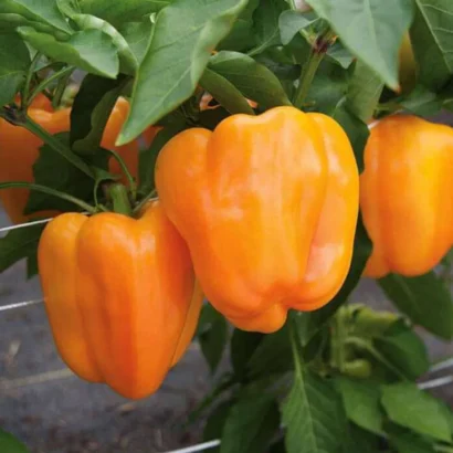 Capsicum Orange Seeds