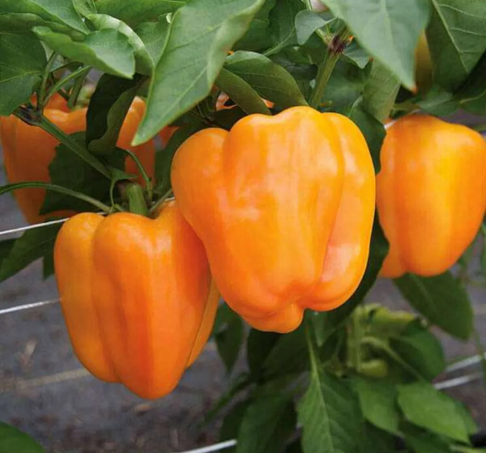 Capsicum Orange Seeds