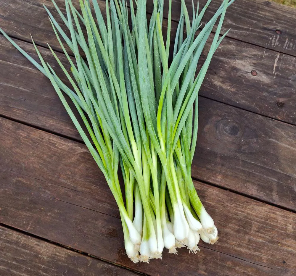 Chives