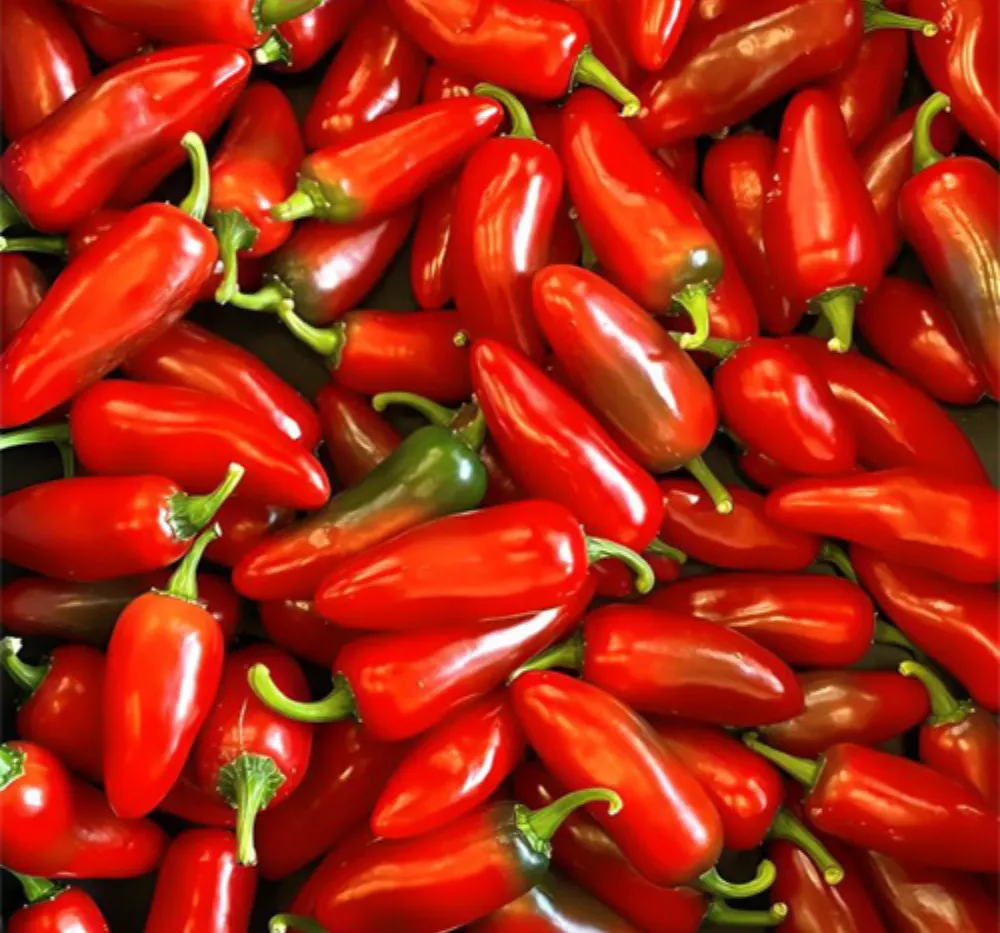 3 Chilli Hot Pepper Red Sampurna (Mirapakaya) Seeds