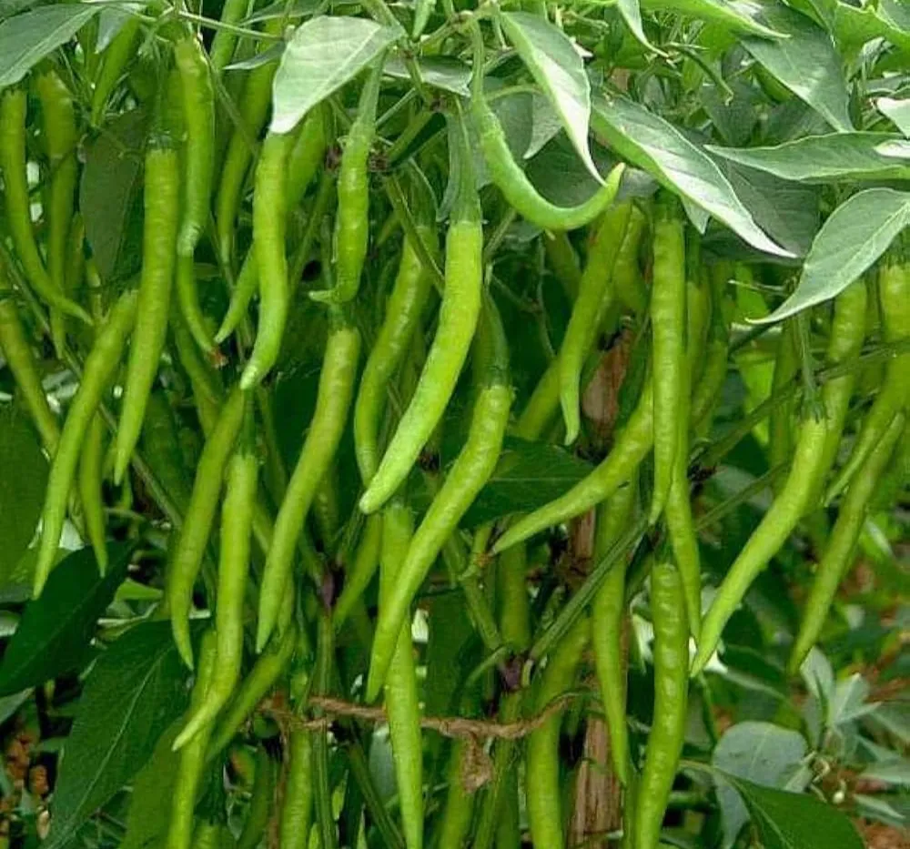 Chilli Jwala Pariksha (Mirapakaya) Seeds