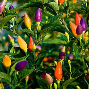 Chilli Ornamental Choice Mixed (Mirapakaya) Seeds