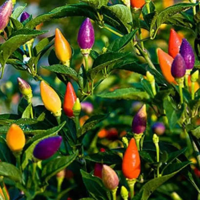 Chilli Ornamental Choice Mixed (Mirapakaya) Seeds