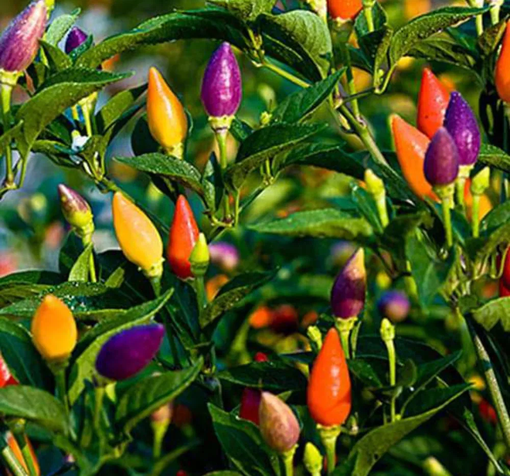 3 Chilli Ornamental Choice Mixed (Mirapakaya) Seeds