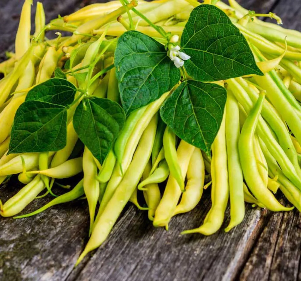 Climbing Beans Golden Wax Seeds