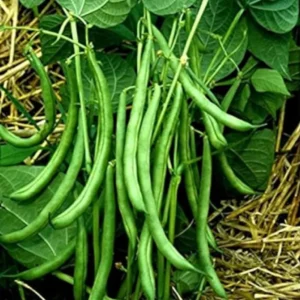Pole Beans Amira Seeds