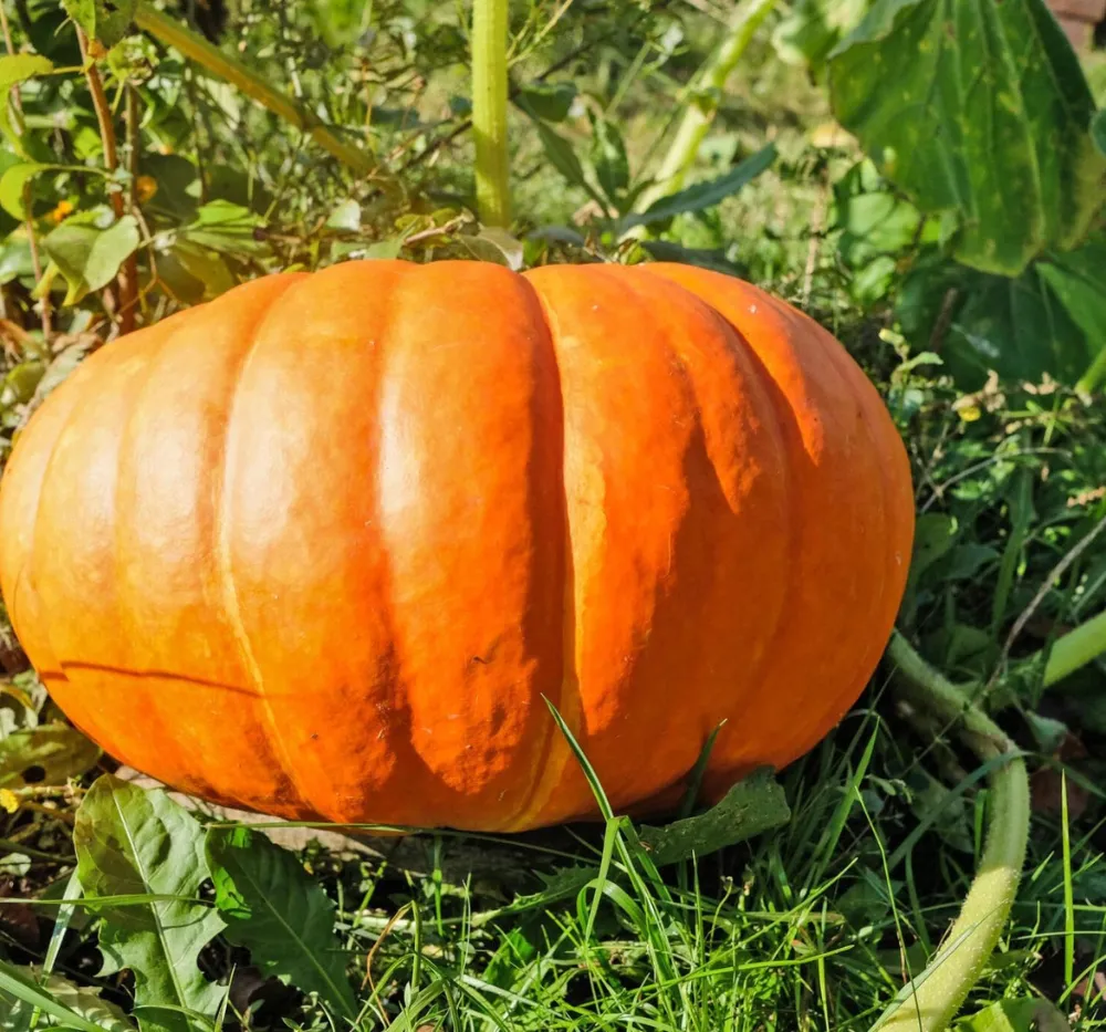 Pumpkin Surya 15+Seeds