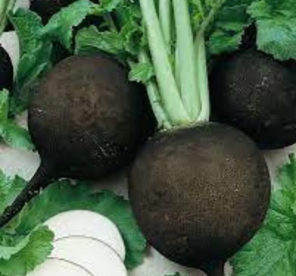 Radish IMP Black Tondo 30+Seeds