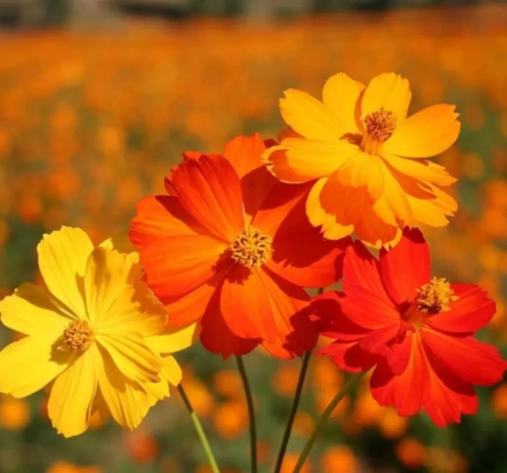 Cosmos Bright Light Mixed Seeds
