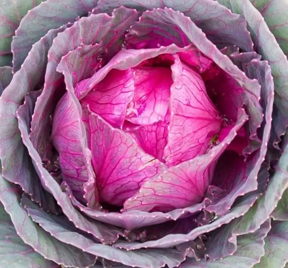 Red Cabbage Imported Topas 30+Seeds