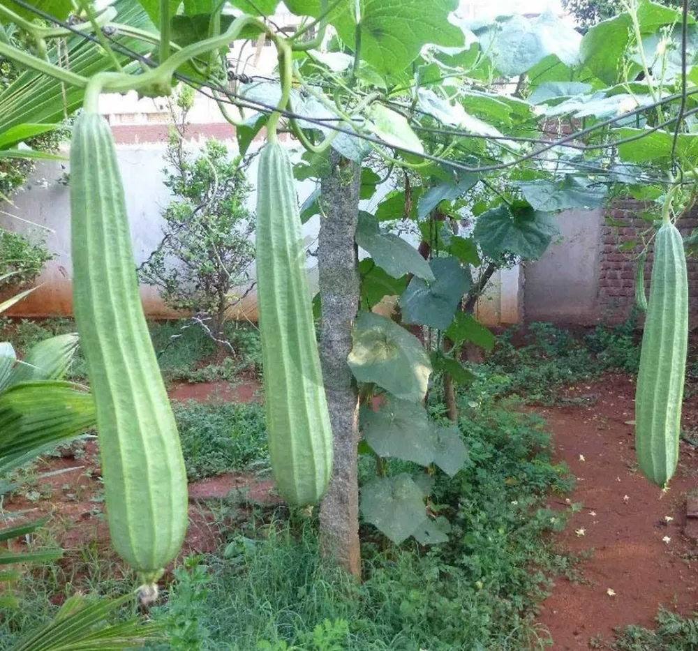 Ridge Gourd 30+Seeds