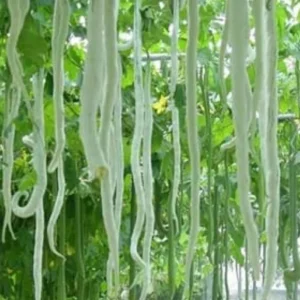 Snake Gourd Chachinda (Potla Kaya) 5Seeds