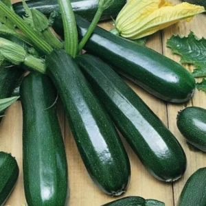 Squash Imported Green Seeds